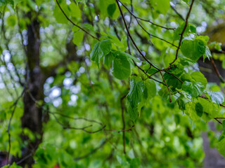 colorful evening in countryside garden with wet leaves and rays of sun
