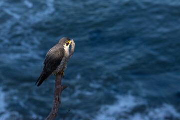 Peregrine falcon looking over its territory on the pacific ocean near San Pedro, CA