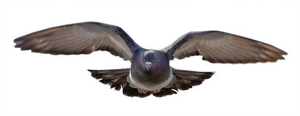 rock dove  in flight direct view
