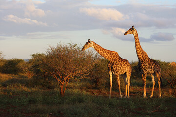Giraffe / Giraffe / Giraffa camelopardalis