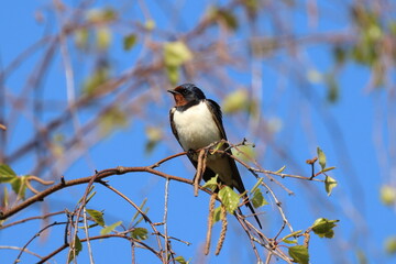 swallow on a branch, Barn swallow, barn swallow, Poland