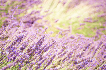Fototapeta na wymiar Lavender flower stems on green