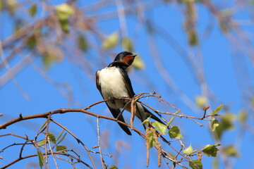 swallow on a branch, Barn swallow, barn swallow, Poland