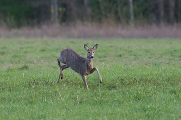 roe deer in the grass
