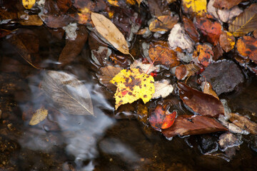 flowing stream outdoors in nature