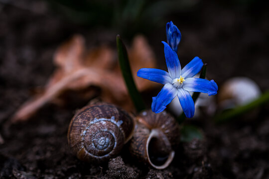Schnecke