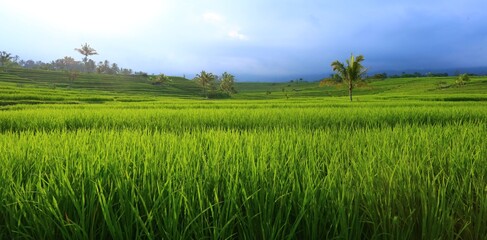 The rice fields of Jatiluwih before the storm