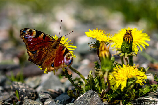 Schmetterling