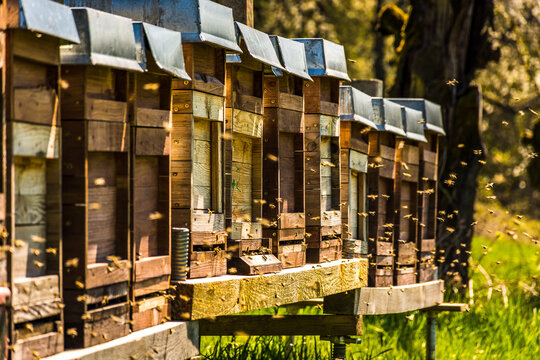 Bienen
