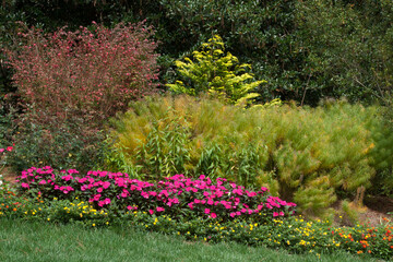 Flower Bed with pink flowers and yellow bushes