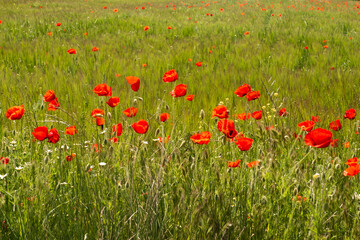 A field of red poppies in a field of green wheat