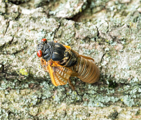 Newly Emerged Brood X Cicada with Folded Wing