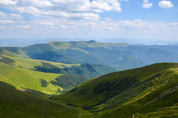 Fototapeta premium Beautiful mountain ridge with green hills and forest in summer. Natural outdoor travel background. Carpathians, Ukraine