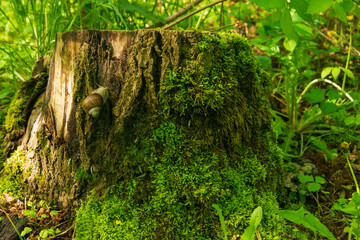 Fototapeta premium Snail on a stump in the spring forest