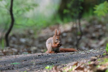 squirrel in the woods eat