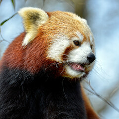 Obraz premium Portrait of red panda (Ailurus fulgens) on blue sky background