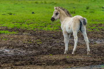 Junges Wildpferd auf der Weide