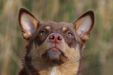 portrait of a dog, brown dog