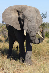 Afrikanischer Elefant / African elephant / Loxodonta africana