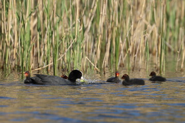 coot duck and its offspring, animals family