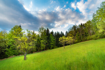 landscape with trees and blue sky