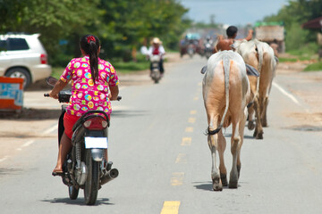 Glimpses of Cambodia
