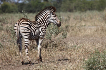 Steppenzebra / Burchell's zebra / Equus burchellii....