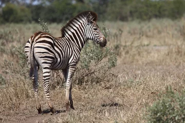 Rolgordijnen Steppenzebra / Burchell's zebra / Equus burchellii.... © Ludwig