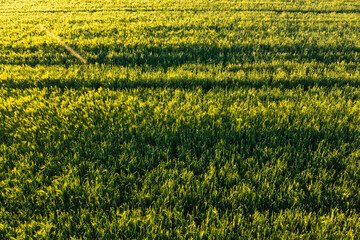 Green field in rural area. Landscape of agricultural cereal fields.