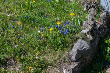 dandelions and grape hyacinths in a meadow