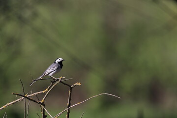 wagtail bird on branch