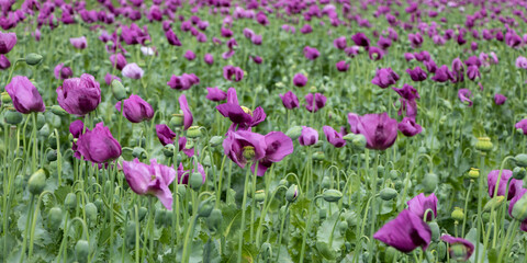 Papaver somniferum, commonly known as the opium poppy. Agricultural field in Serbia