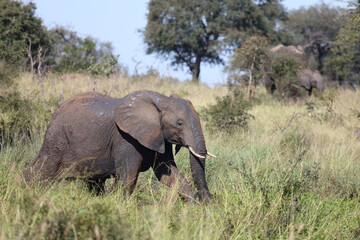 Fototapeta premium Afrikanischer Elefant / African elephant / Loxodonta africana...
