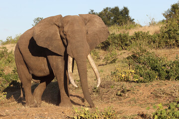 Afrikanischer Elefant / African elephant / Loxodonta africana