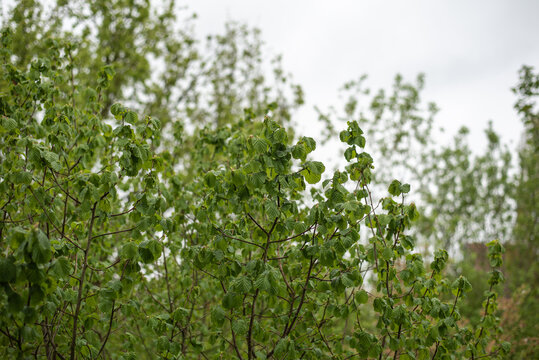 the green leaves of a hazel shrub