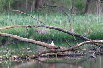   A beautiful merganser sitting on a branch by the water in the forest