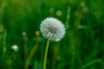 Ripe dandelion close-up on a green background