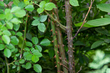 red rose thorns on a green stem