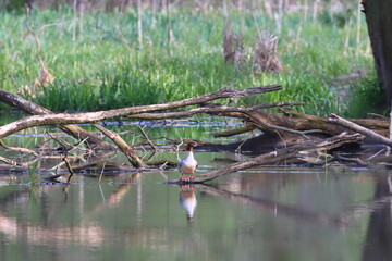 the river in the forest, Merganser