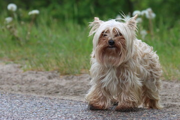 yorkshire terrier on the grass