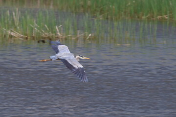 blue heron ardea cinerea flying