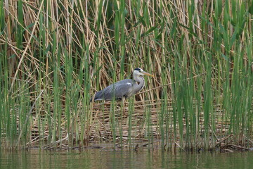 great blue heron in the marsh