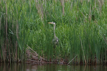 great blue heron in the marsh