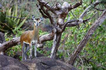 Klippspringer / Klipspringer / Oreotragus oreotragus