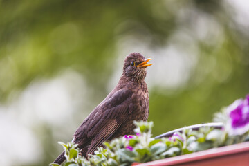 robin on a branch