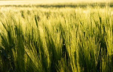 Green field in rural area. Landscape of agricultural cereal fields.