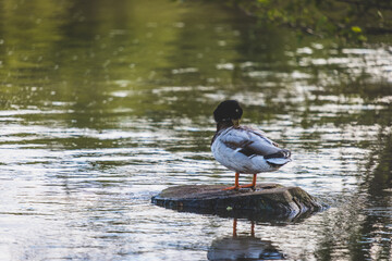 duck on the water