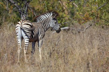 Steppenzebra / Burchell's zebra / Equus burchellii....