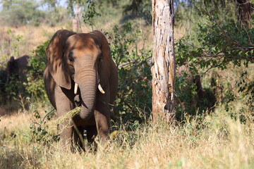 Afrikanischer Elefant / African elephant / Loxodonta africana