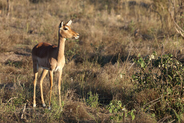 Schwarzfersenantilope / Impala / Aepyceros melampus